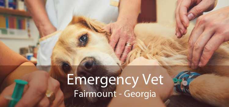 Emergency Vet Fairmount - Georgia