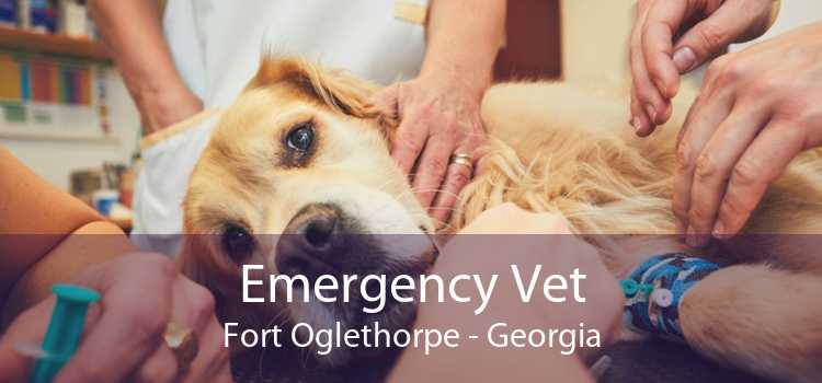Emergency Vet Fort Oglethorpe - Georgia