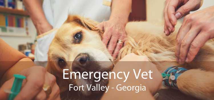 Emergency Vet Fort Valley - Georgia