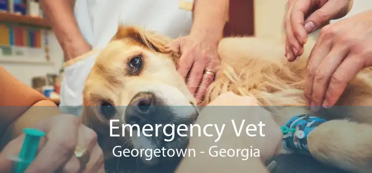 Emergency Vet Georgetown - Georgia