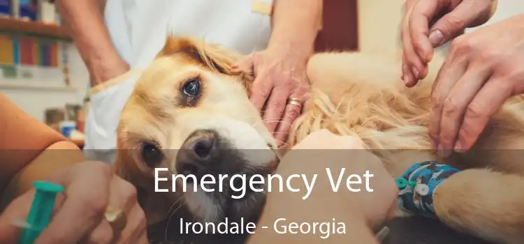 Emergency Vet Irondale - Georgia