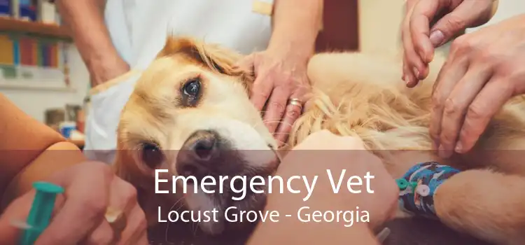 Emergency Vet Locust Grove - Georgia