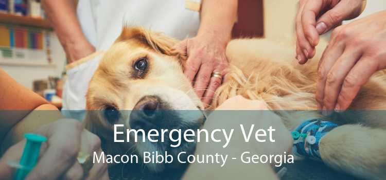Emergency Vet Macon Bibb County - Georgia