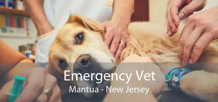 Emergency Vet Mantua - New Jersey