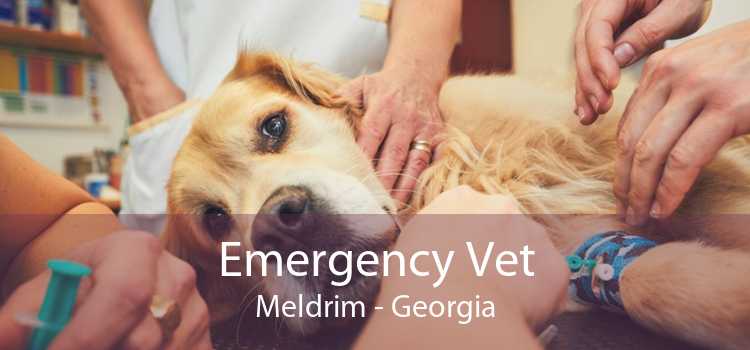 Emergency Vet Meldrim - Georgia