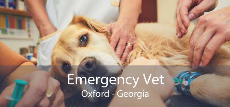 Emergency Vet Oxford - Georgia
