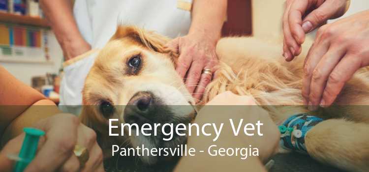 Emergency Vet Panthersville - Georgia
