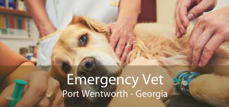 Emergency Vet Port Wentworth - Georgia