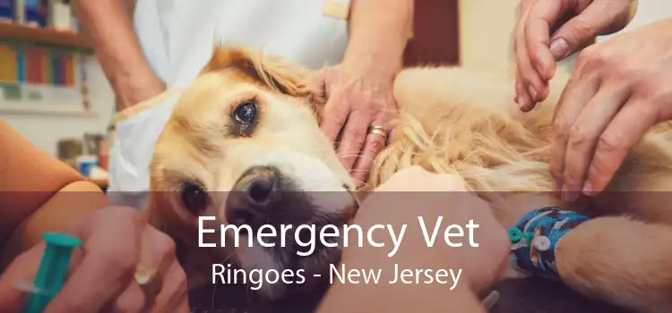 Emergency Vet Ringoes - New Jersey