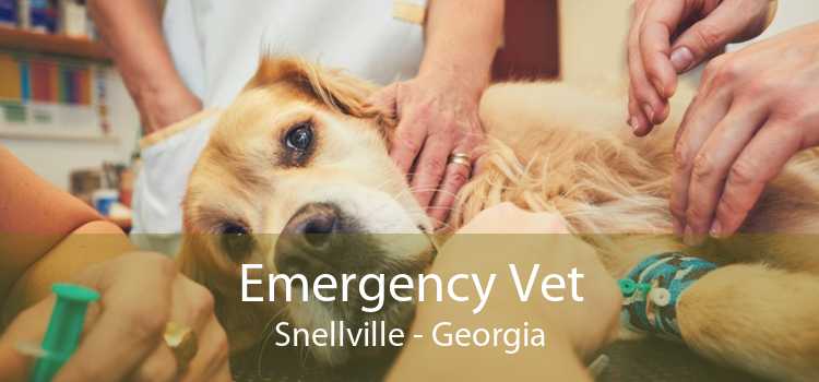 Emergency Vet Snellville - Georgia