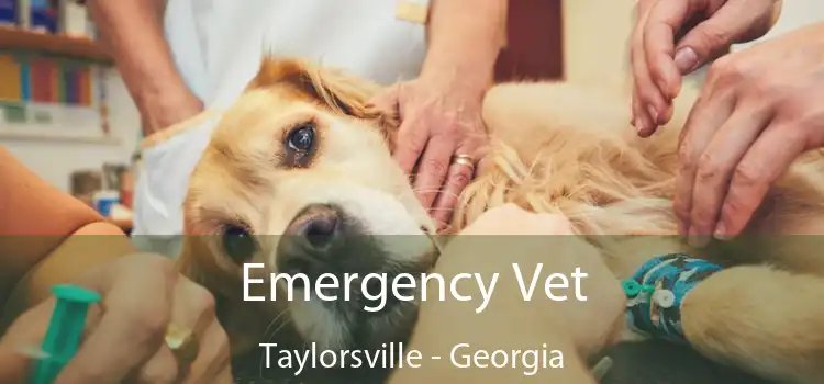 Emergency Vet Taylorsville - Georgia