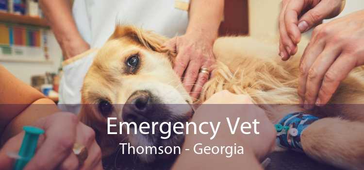 Emergency Vet Thomson - Georgia
