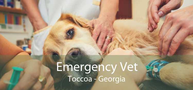 Emergency Vet Toccoa - Georgia
