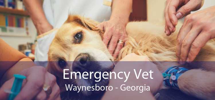 Emergency Vet Waynesboro - Georgia