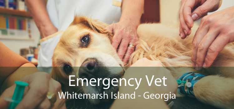 Emergency Vet Whitemarsh Island - Georgia
