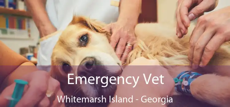 Emergency Vet Whitemarsh Island - Georgia