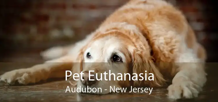 Pet Euthanasia Audubon - New Jersey