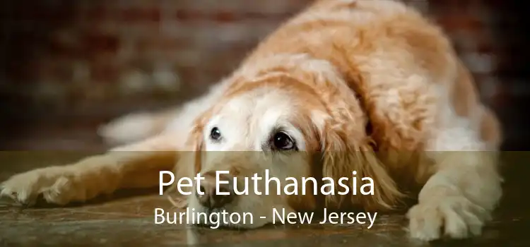 Pet Euthanasia Burlington - New Jersey