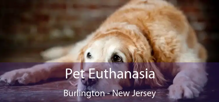 Pet Euthanasia Burlington - New Jersey