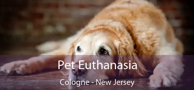 Pet Euthanasia Cologne - New Jersey