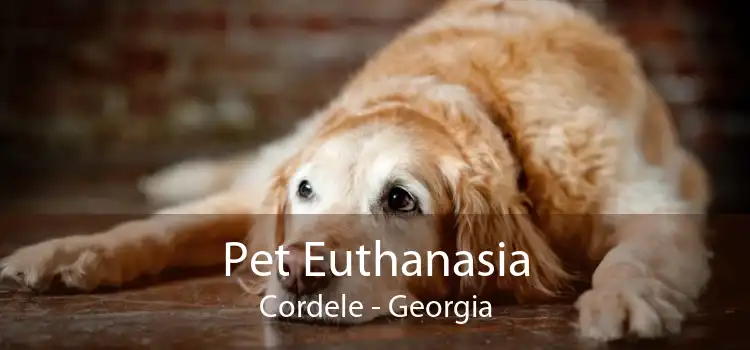 Pet Euthanasia Cordele - Georgia