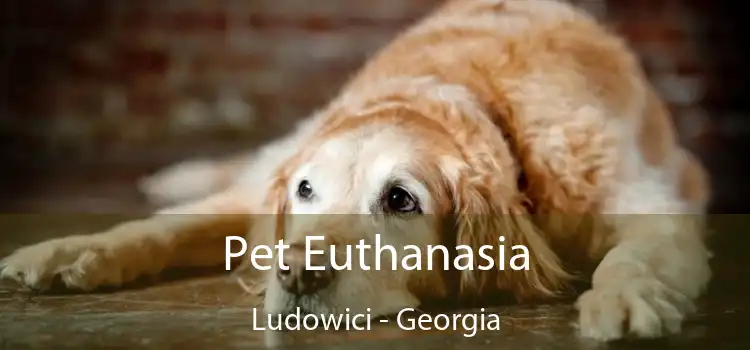 Pet Euthanasia Ludowici - Georgia