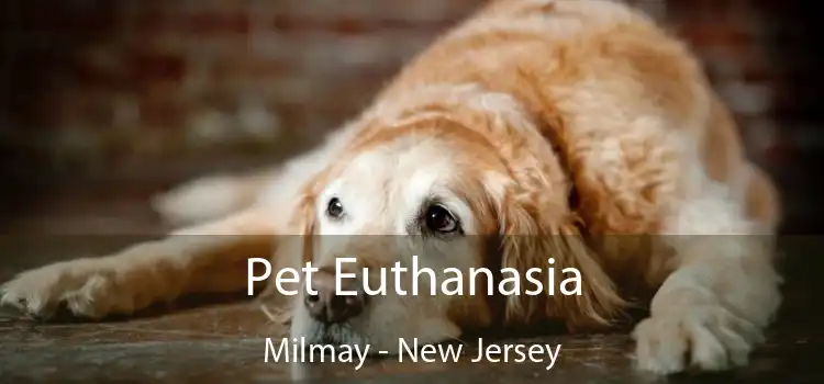 Pet Euthanasia Milmay - New Jersey