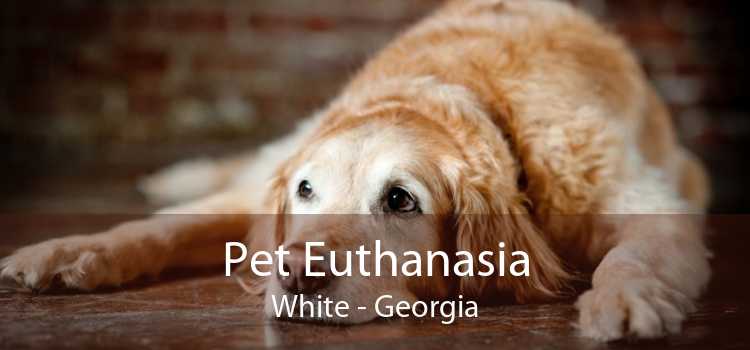 Pet Euthanasia White - Georgia