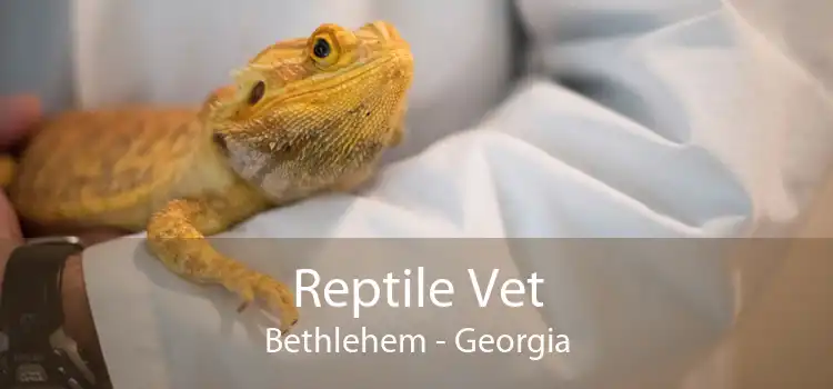 Reptile Vet Bethlehem - Georgia