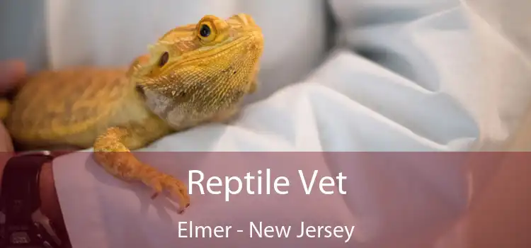 Reptile Vet Elmer - New Jersey