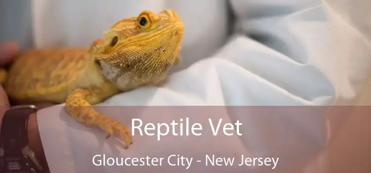 Reptile Vet Gloucester City - New Jersey