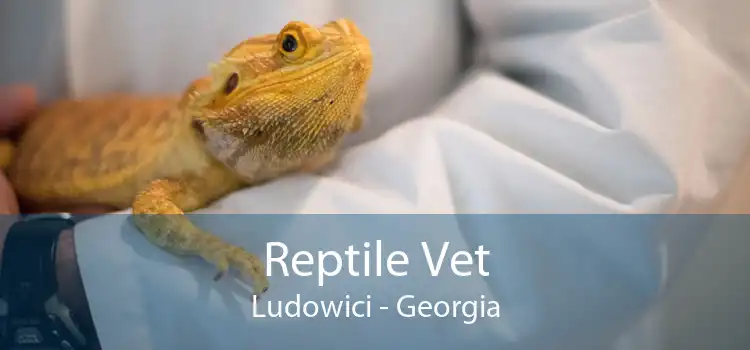 Reptile Vet Ludowici - Georgia