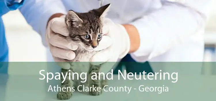 Spaying and Neutering Athens Clarke County - Georgia