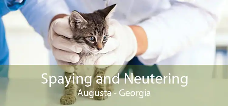 Spaying and Neutering Augusta - Georgia