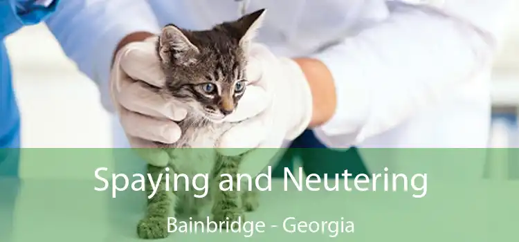 Spaying and Neutering Bainbridge - Georgia