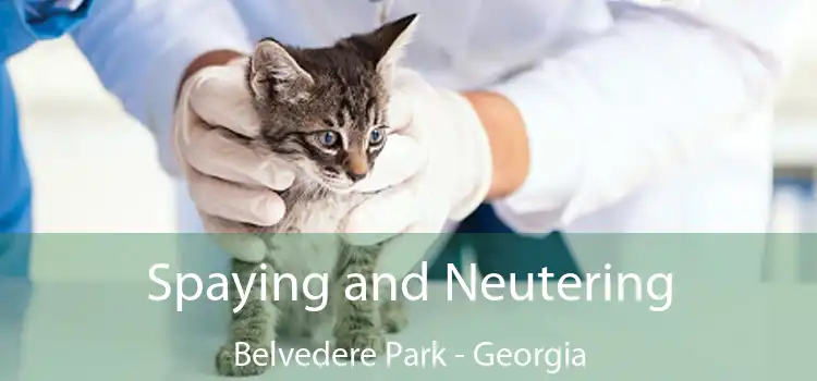 Spaying and Neutering Belvedere Park - Georgia