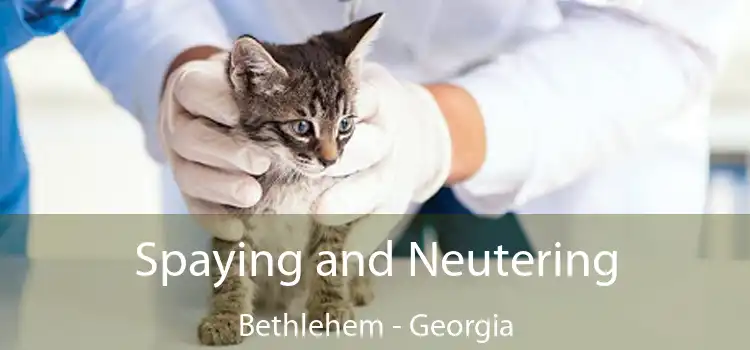 Spaying and Neutering Bethlehem - Georgia