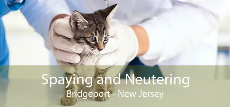 Spaying and Neutering Bridgeport - New Jersey