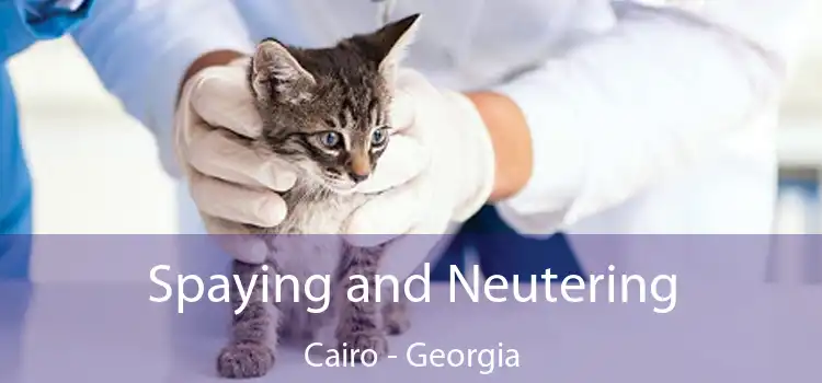 Spaying and Neutering Cairo - Georgia