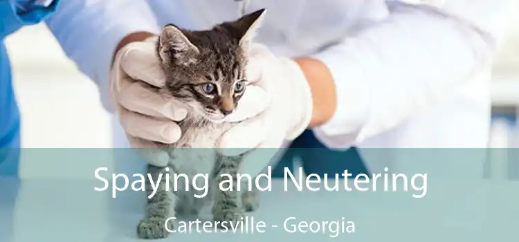 Spaying and Neutering Cartersville - Georgia