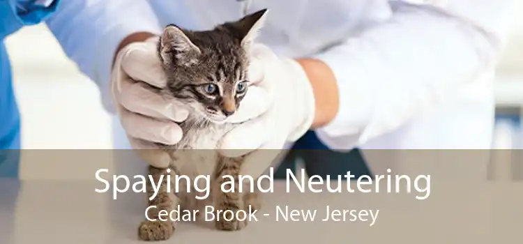 Spaying and Neutering Cedar Brook - New Jersey