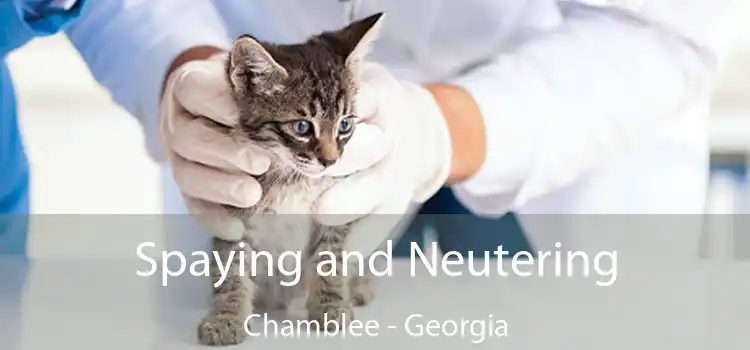 Spaying and Neutering Chamblee - Georgia