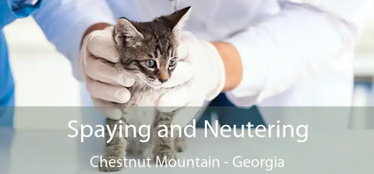 Spaying and Neutering Chestnut Mountain - Georgia