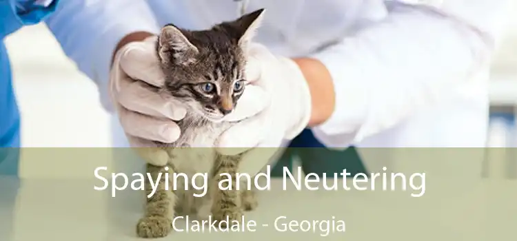 Spaying and Neutering Clarkdale - Georgia