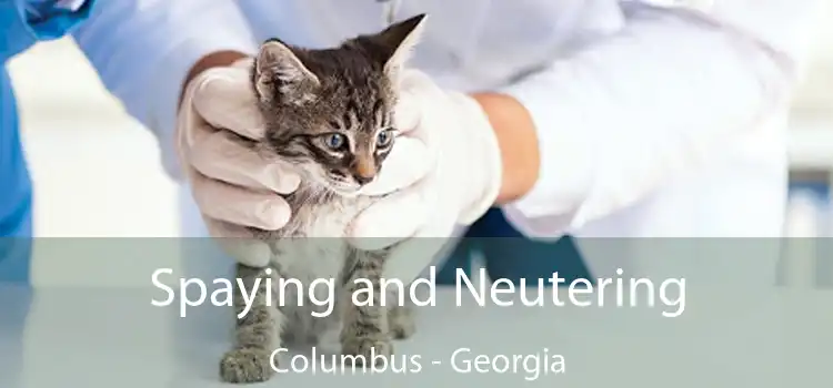 Spaying and Neutering Columbus - Georgia