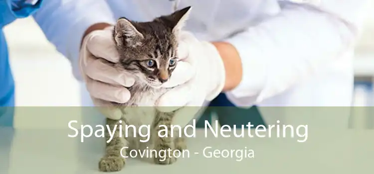 Spaying and Neutering Covington - Georgia
