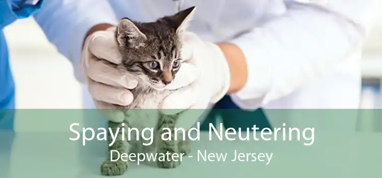 Spaying and Neutering Deepwater - New Jersey