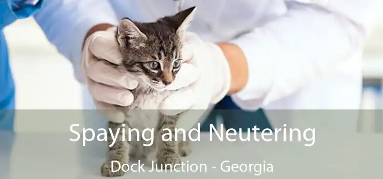 Spaying and Neutering Dock Junction - Georgia