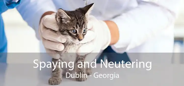 Spaying and Neutering Dublin - Georgia