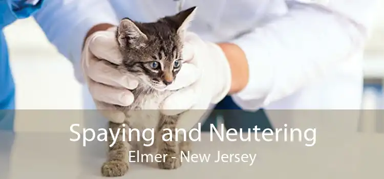 Spaying and Neutering Elmer - New Jersey